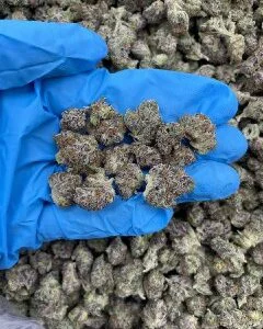 Grand Daddy Purple