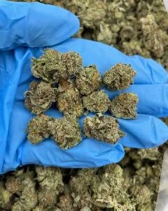 Jack Herer