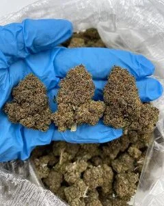 Blue Dream