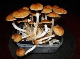 Golden Teachers ( Psilocybin Mushrooms )