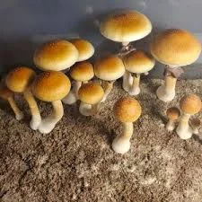 Golden Teachers